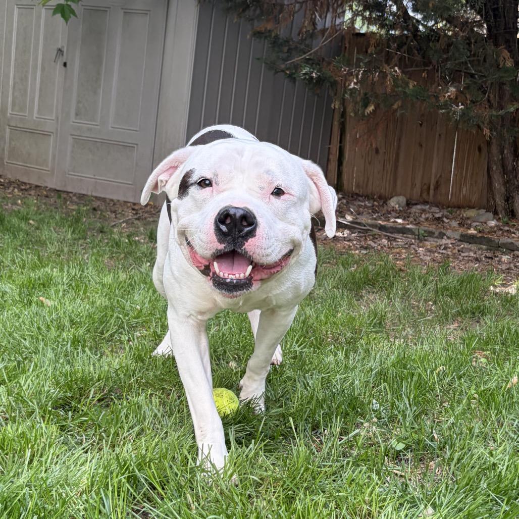 Enlarge Aspen, a ADOPTABLE mixed breed in Columbia, MD image 4/6