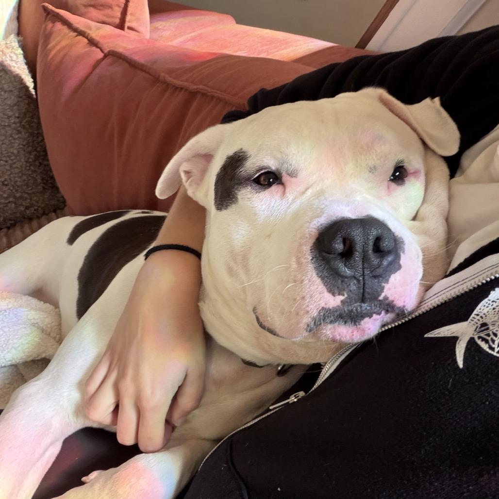 Enlarge Aspen, a ADOPTABLE mixed breed in Columbia, MD image 5/6