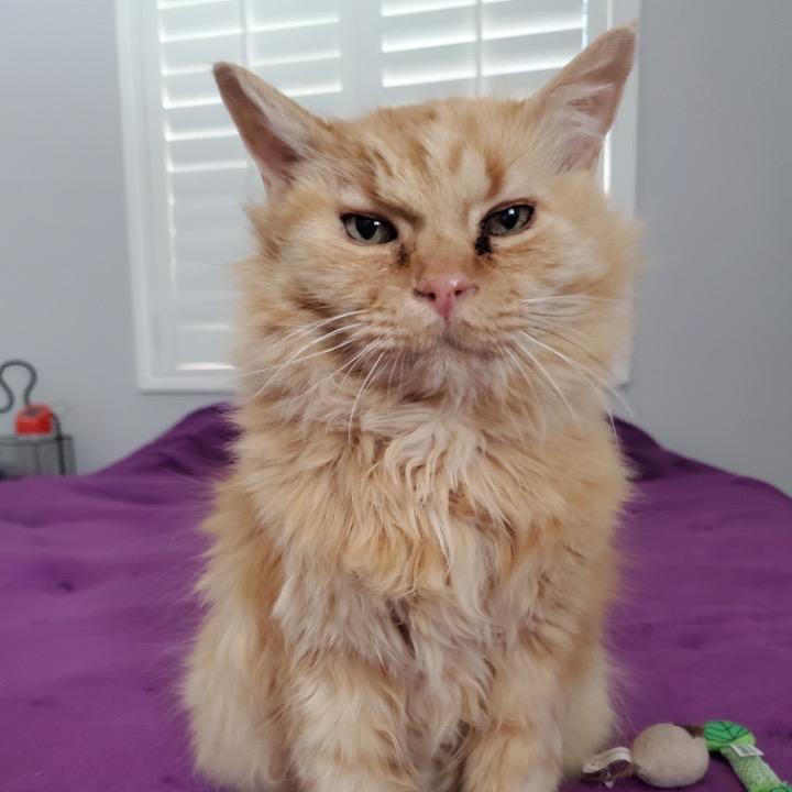 Wyatt, Adoptable, Senior Male Domestic Long Hair.