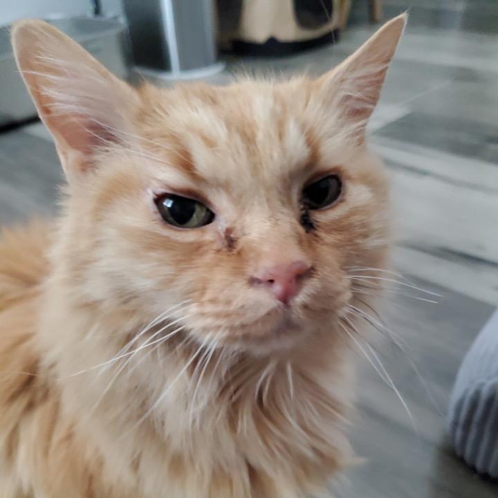 Enlarge Wyatt, a Adoptable Domestic Long Hair in Las Vegas, NV image 2/6
