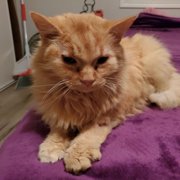 Enlarge Wyatt, a Adoptable Domestic Long Hair in Las Vegas, NV image 3/6