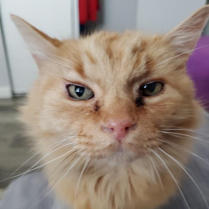 Enlarge Wyatt, a Adoptable Domestic Long Hair in Las Vegas, NV image 4/6