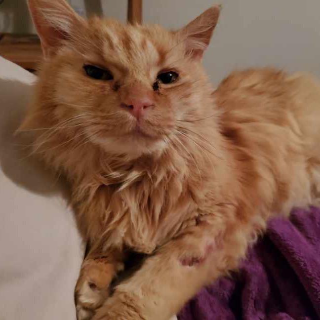 Enlarge Wyatt, a Adoptable Domestic Long Hair in Las Vegas, NV image 5/6