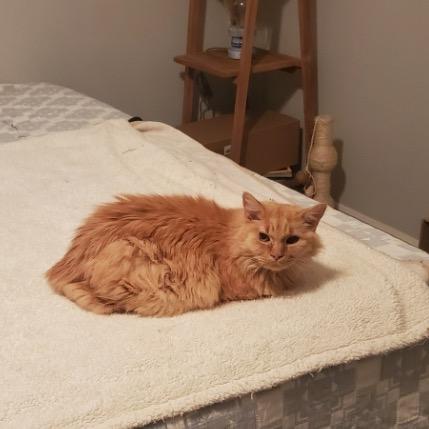 Enlarge Wyatt, a Adoptable Domestic Long Hair in Las Vegas, NV image 6/6