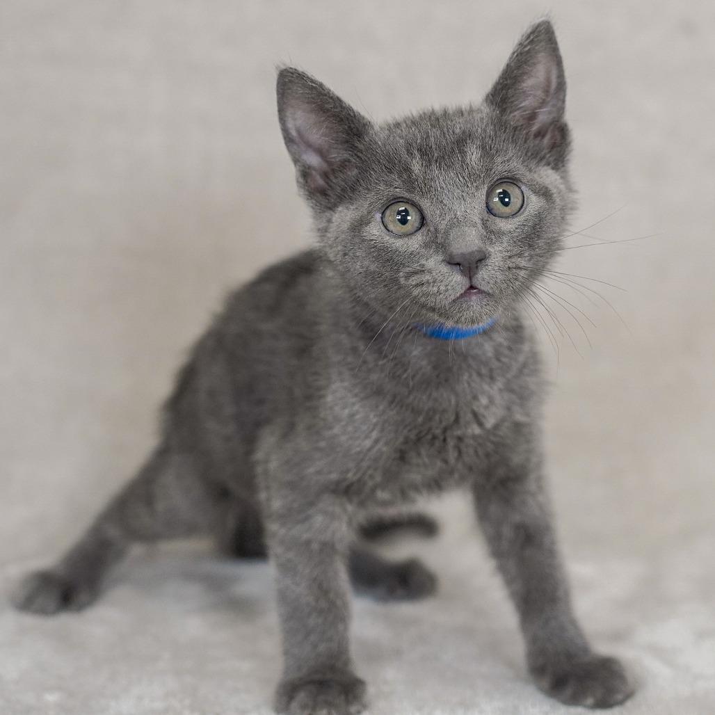 Leonardo (Blue Collar), Adoptable, Kitten Male Domestic Short Hair & Russian Blue.