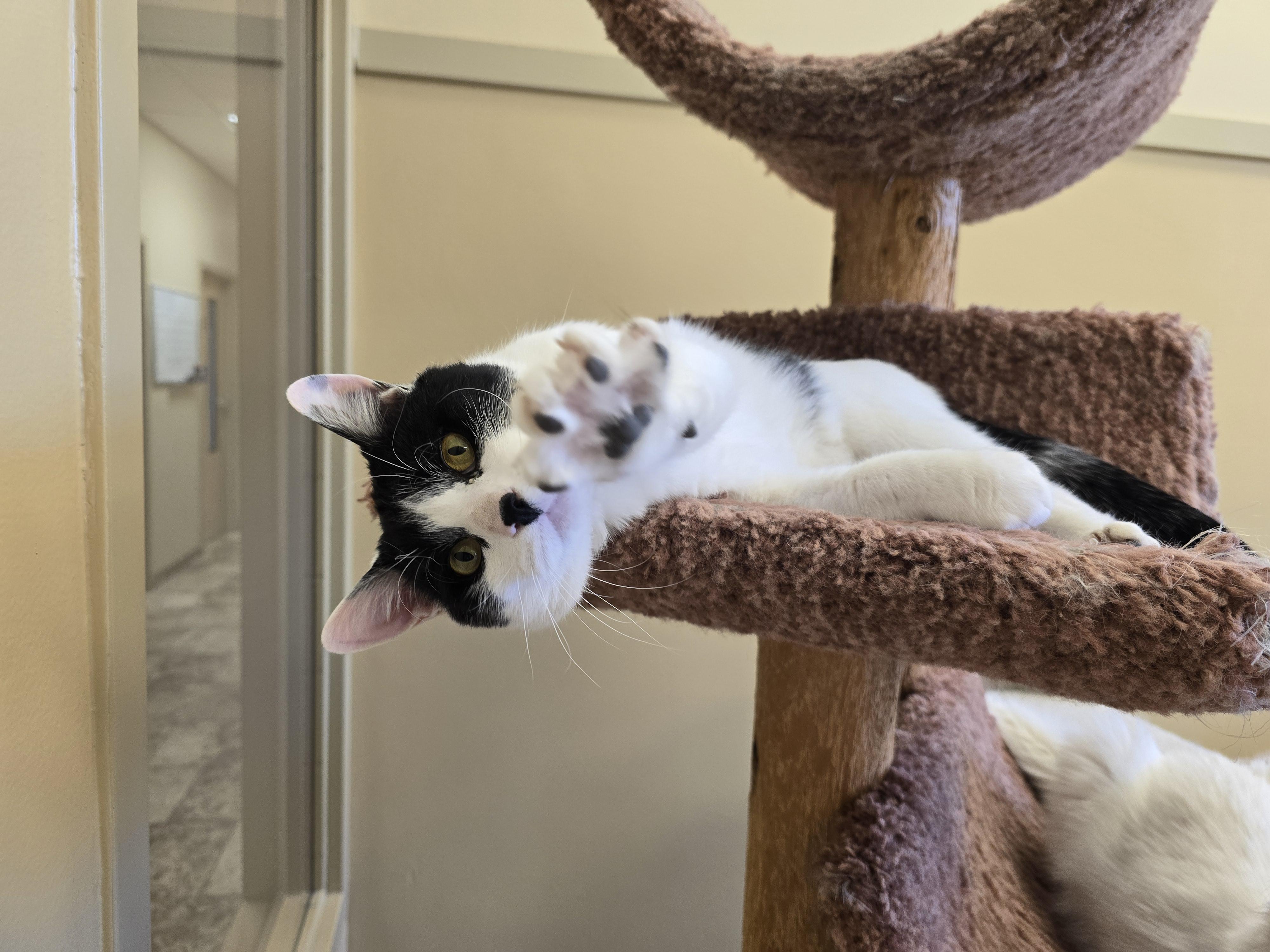 Enlarge Jubu, a ADOPTABLE Domestic Short Hair in Bristol, RI image 2/3