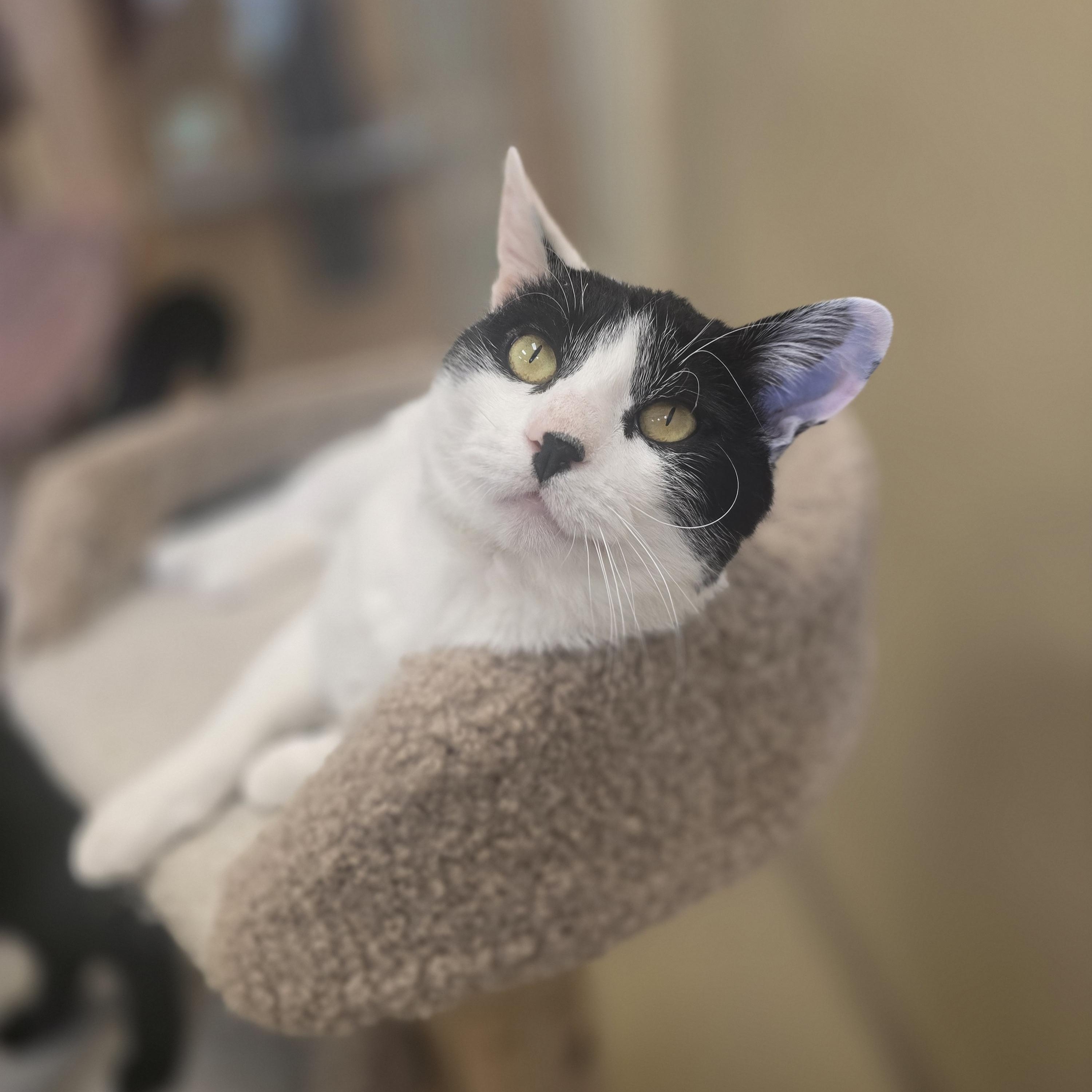 Jubu, a ADOPTABLE Domestic Short Hair in Bristol, RI image 4/4