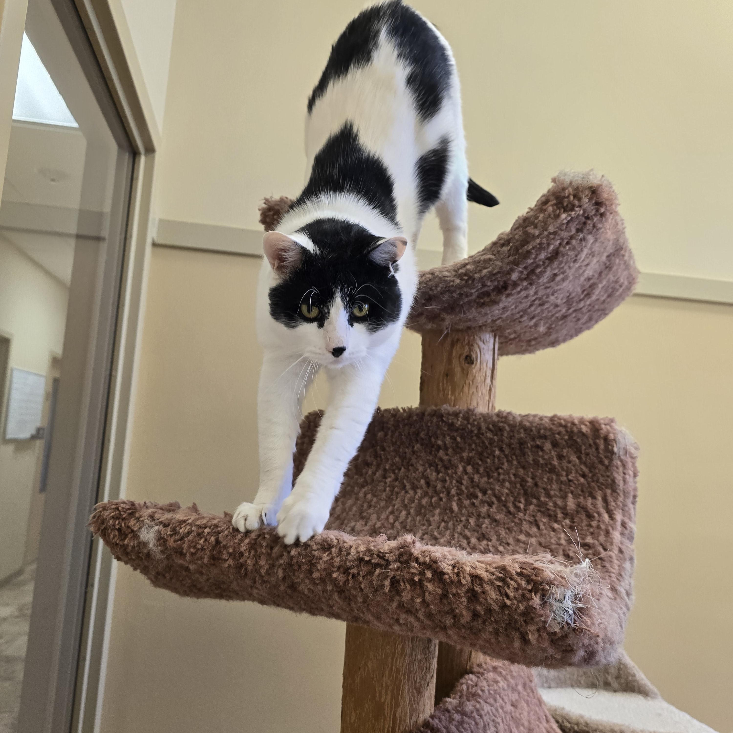 Enlarge Jubu, a ADOPTABLE Domestic Short Hair in Bristol, RI image 3/3