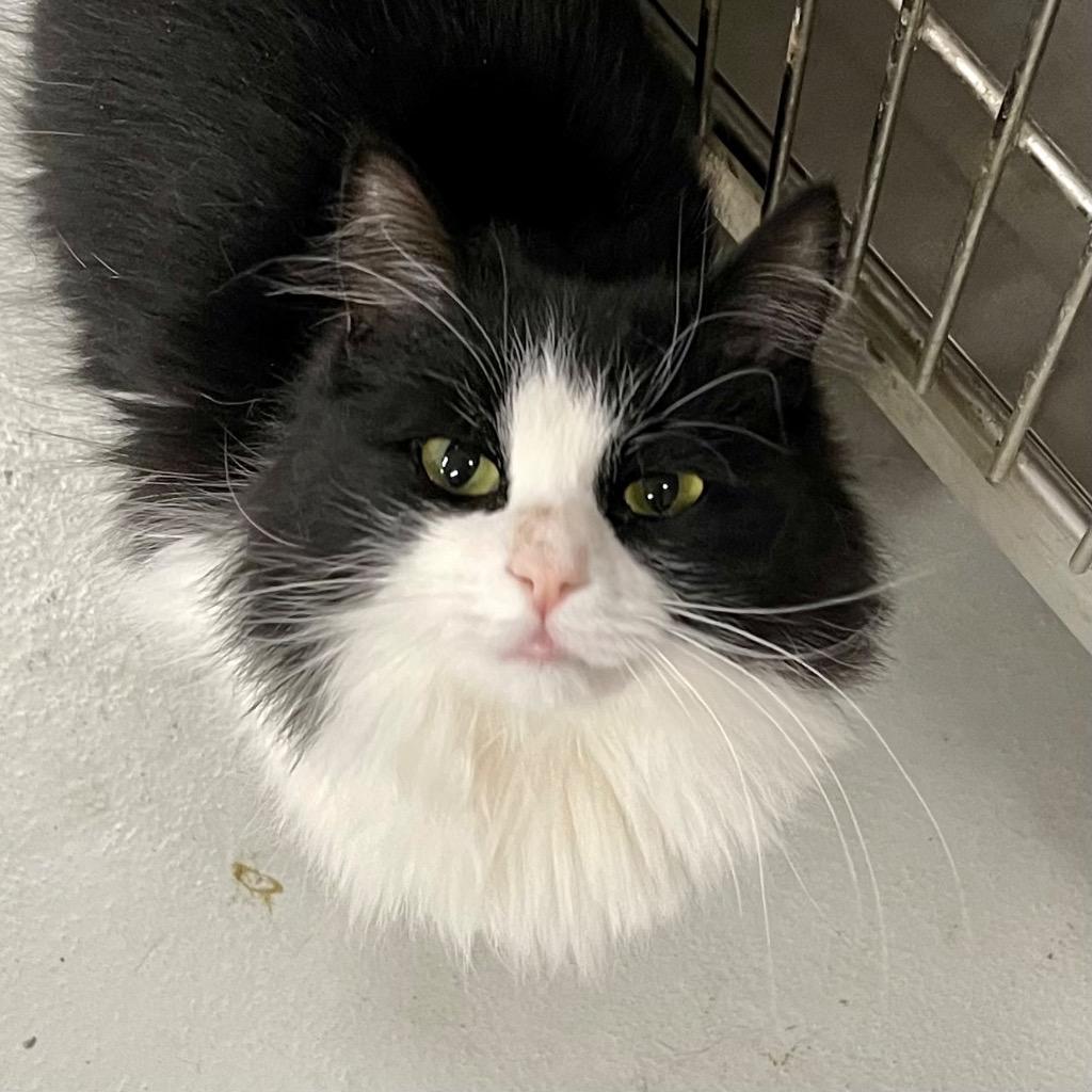 Teddy Bear, Adoptable, Adult Female Domestic Medium Hair.