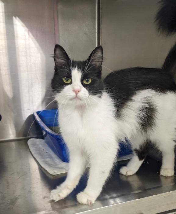 Teddy Bear, a Adoptable Domestic Medium Hair in Battle Creek, MI image 2/3