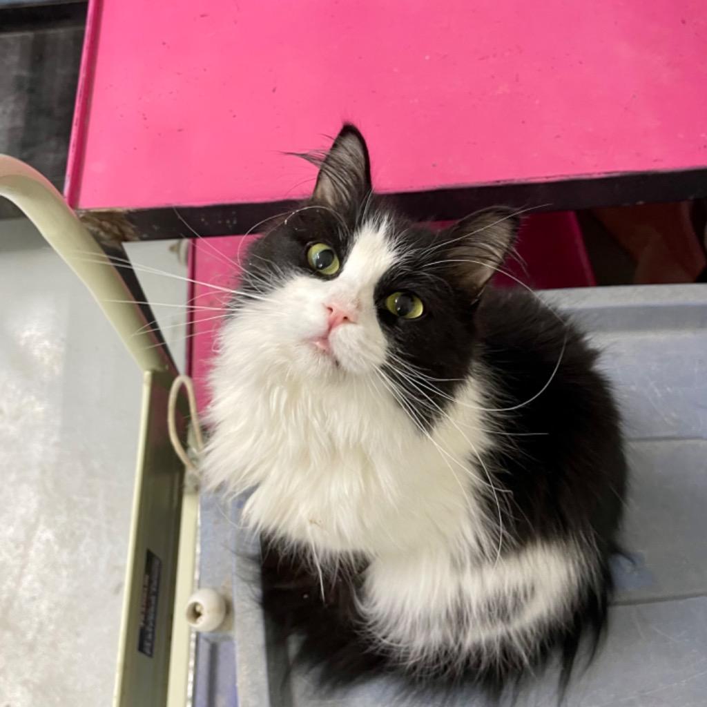 Teddy Bear, a Adoptable Domestic Medium Hair in Battle Creek, MI image 3/3