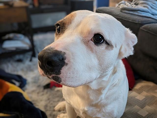 SISSY, Adoptable, Adult Female Australian Cattle Dog / Blue Heeler & Mixed Breed.