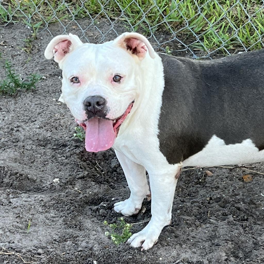 Missy, Adult Female Pit Bull Terrier