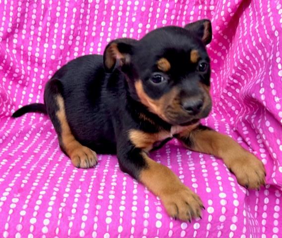 Daisy Flora — thumbnail 2