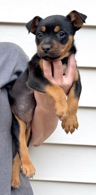 Daisy Flora — thumbnail 3