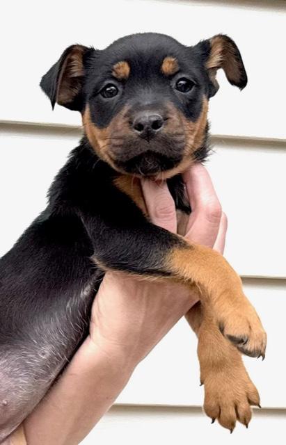 Daisy Flora — thumbnail 4