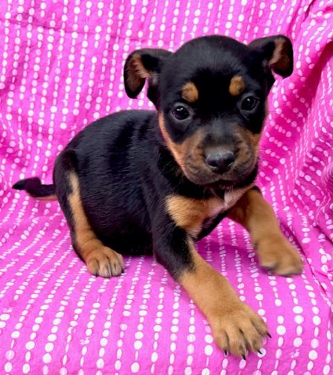 Daisy Flora — thumbnail 6