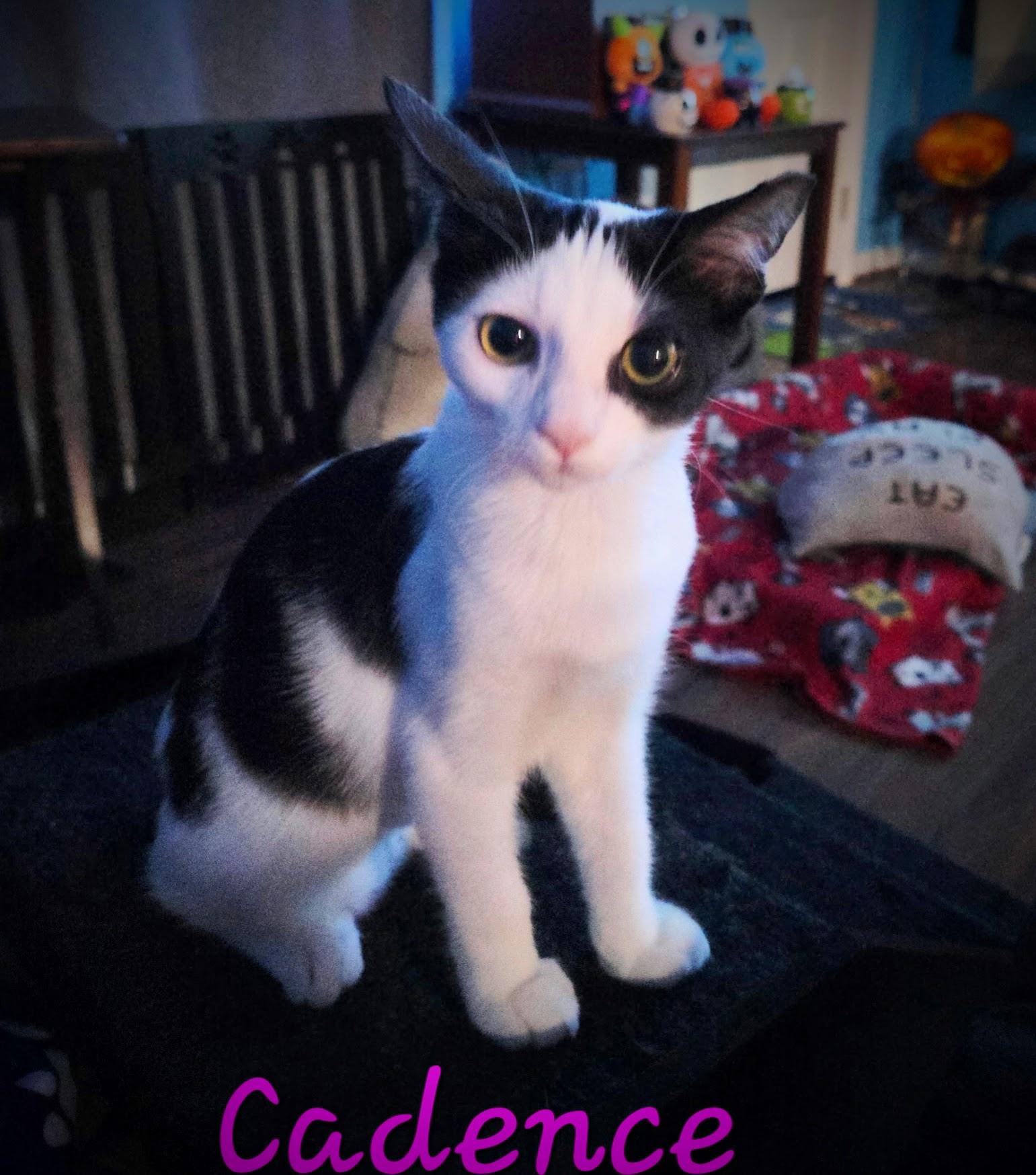 Cadence, a Adoptable Domestic Short Hair in Murfreesboro, TN image 3/6