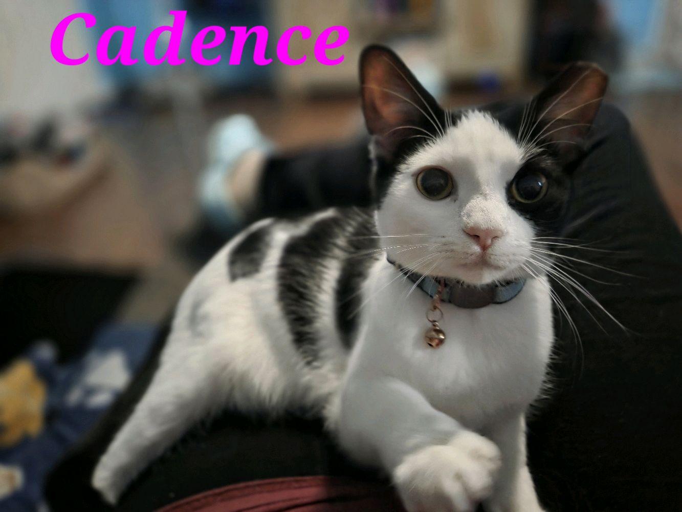 Cadence, Adoptable, Kitten Female Domestic Short Hair.