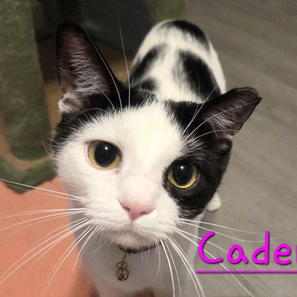 Cadence, Adoptable, Kitten Female Domestic Short Hair.