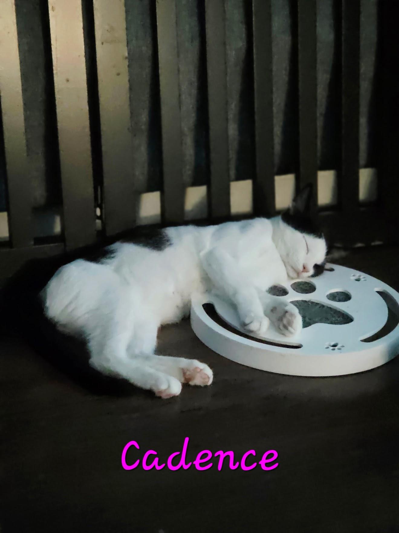 Cadence