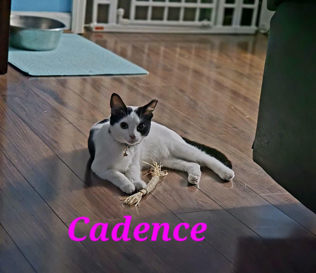 Cadence