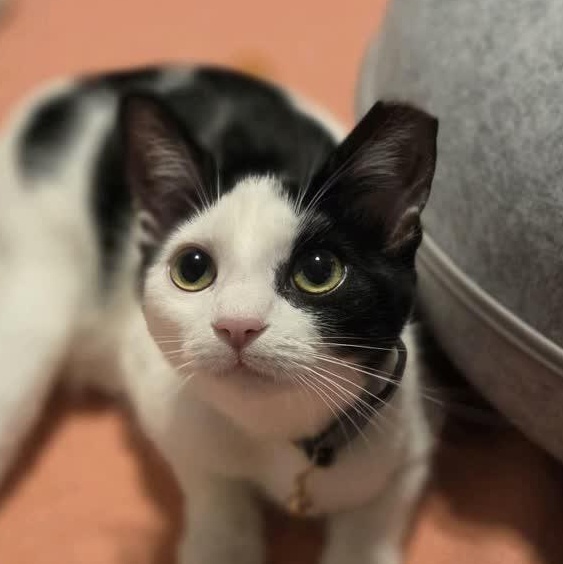 Cadence, a Adoptable Domestic Short Hair in Murfreesboro, TN image 2/6