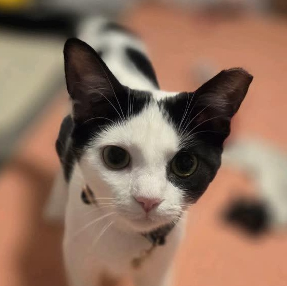 Cadence, a Adoptable Domestic Short Hair in Murfreesboro, TN image 6/6