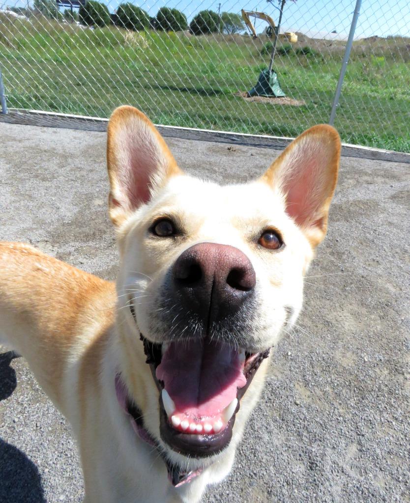 Dingo, Adoptable, Adult Female Shiba Inu & German Shepherd Dog.