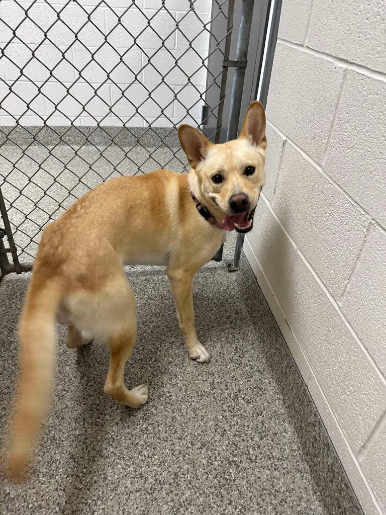 Enlarge Dingo, a Adoptable mixed breed in Van Wert, OH image 2/4