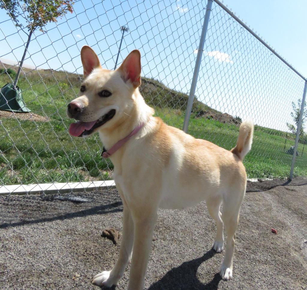 Enlarge Dingo, a Adoptable mixed breed in Van Wert, OH image 3/4