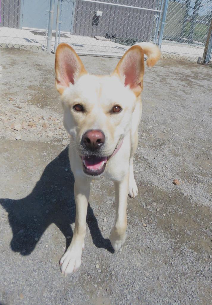 Enlarge Dingo, a Adoptable mixed breed in Van Wert, OH image 4/4