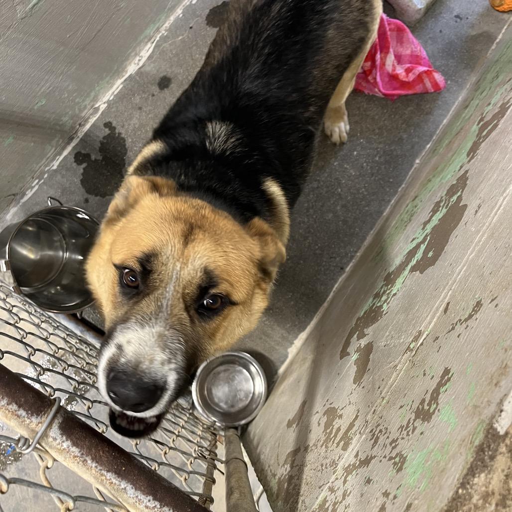 Enlarge Max, a Adoptable German Shepherd Dog in Clanton, AL image 1/2