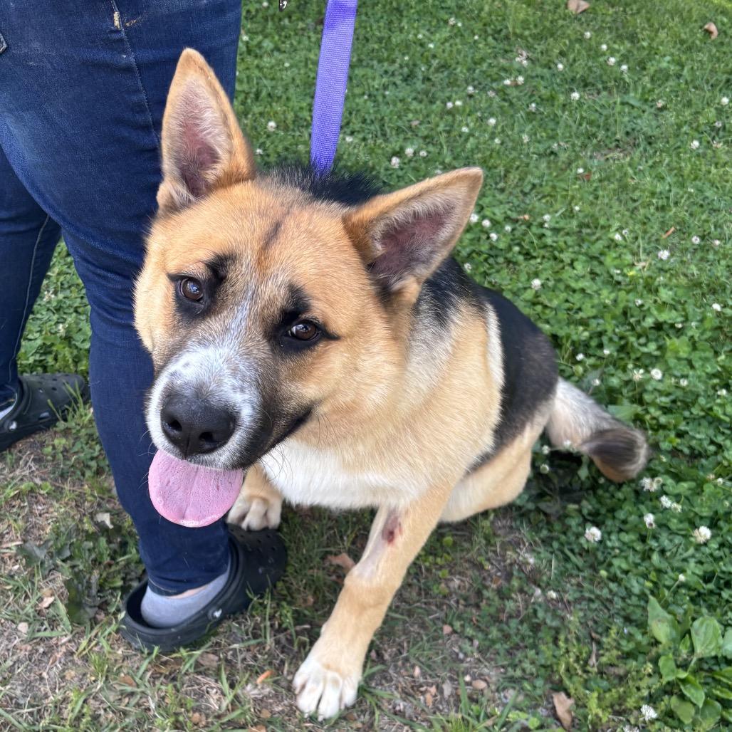 Enlarge Max, a Adoptable German Shepherd Dog in Clanton, AL image 2/2