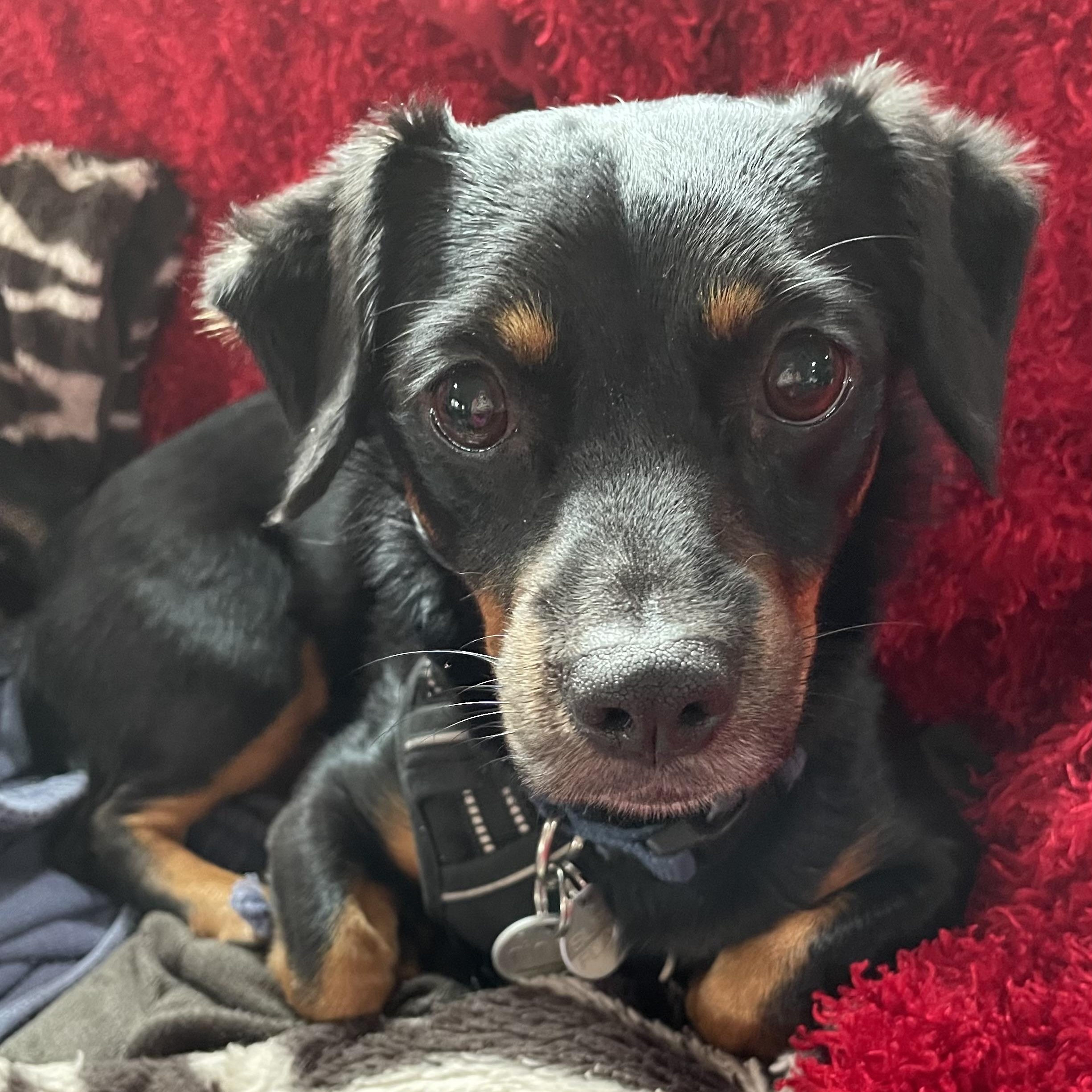 Enlarge Dexter, an adopted Dachshund in Dallas, TX image 1/4