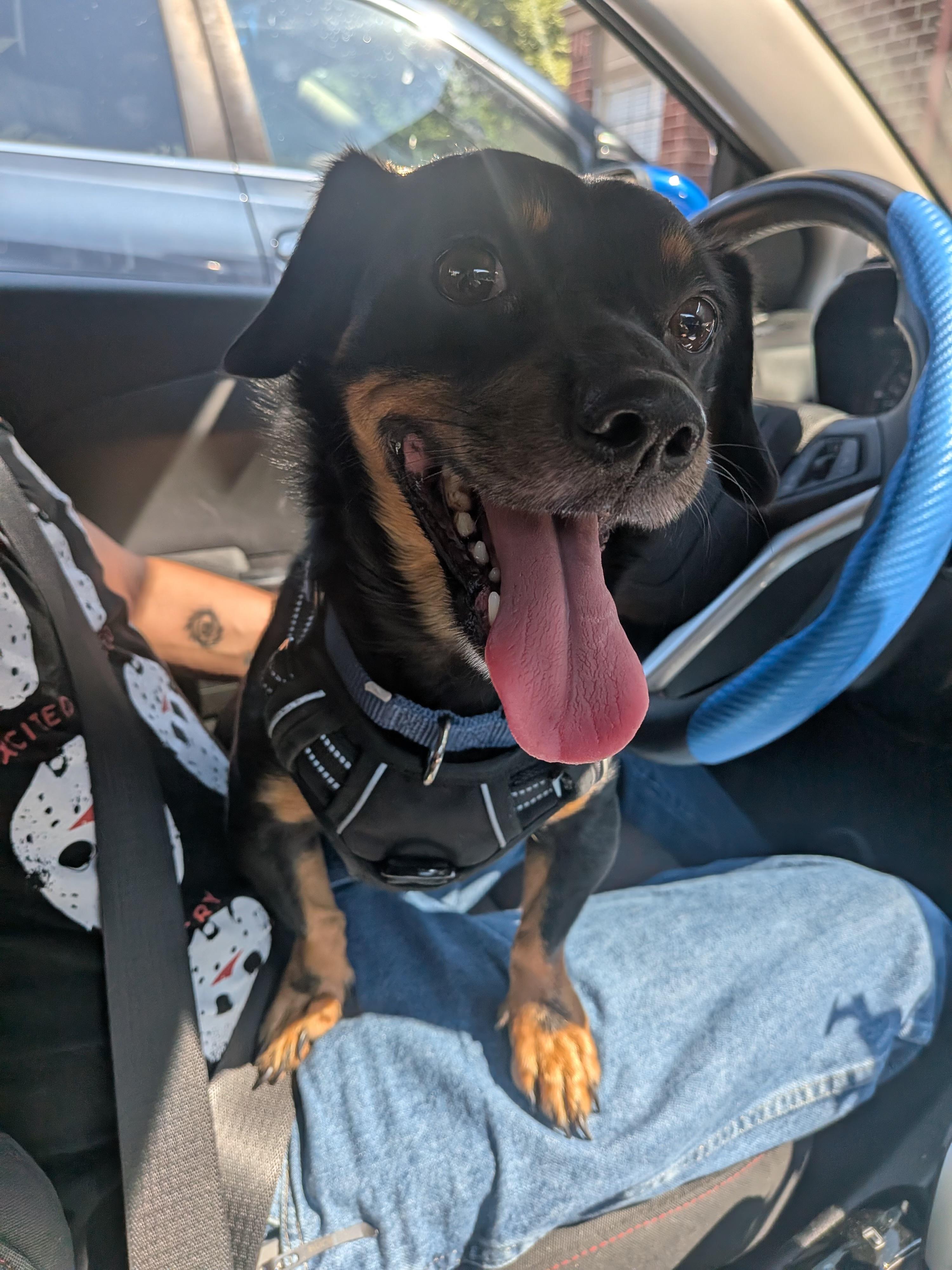 Enlarge Dexter, an adopted Dachshund in Dallas, TX image 2/4