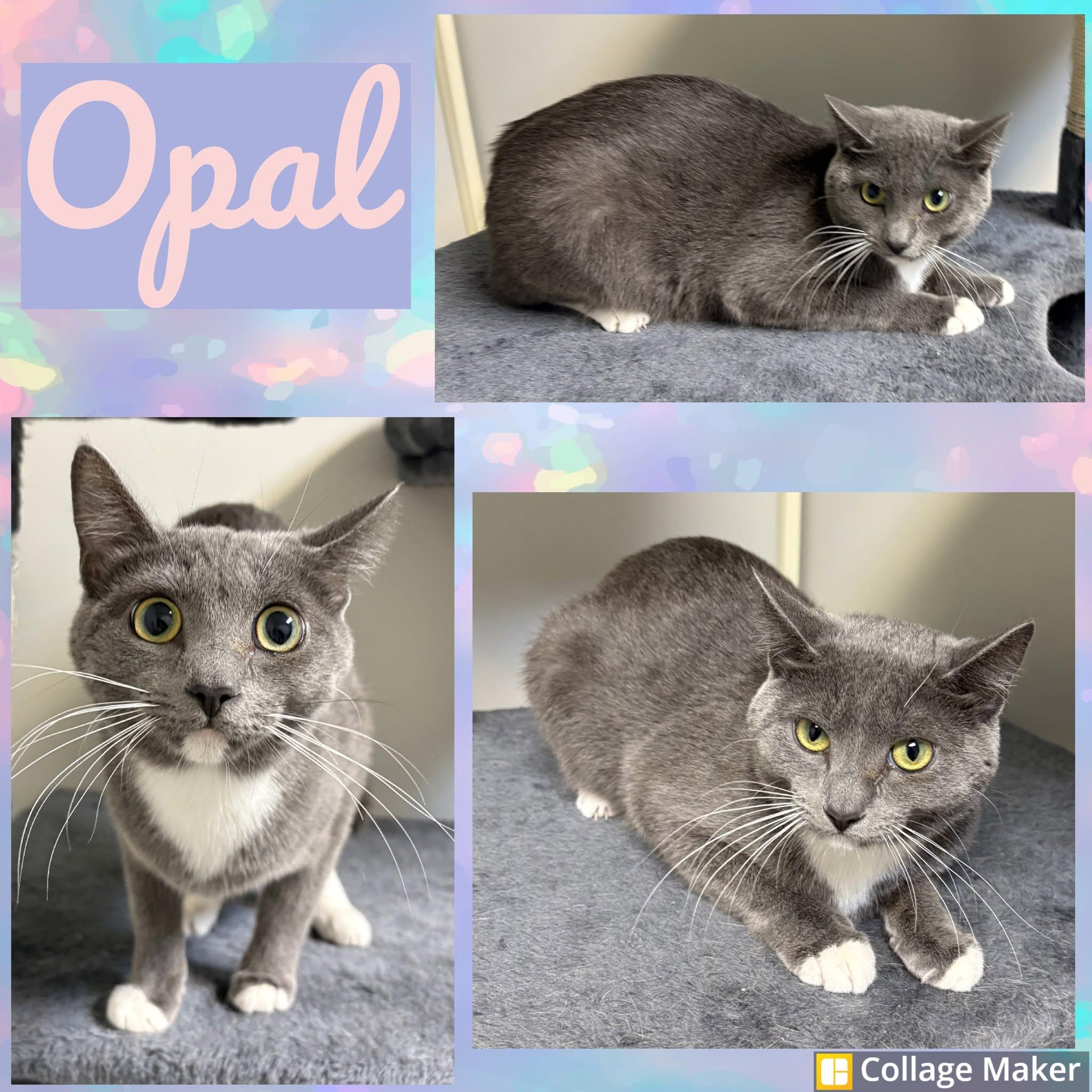 Enlarge Opal, a ADOPTABLE Domestic Short Hair in Clearfield, PA image 1/1