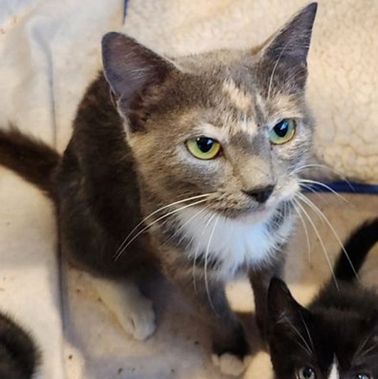 Angelina, an adopted Dilute Calico in Lancaster, VA_image-1
