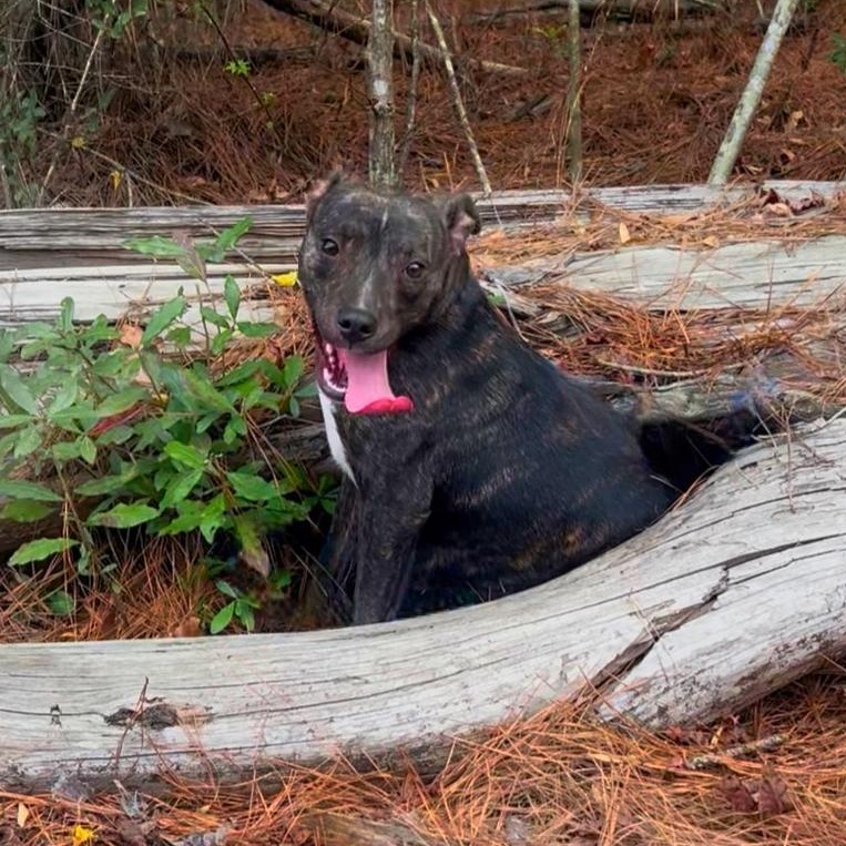 Brindle Brownie — thumbnail 2