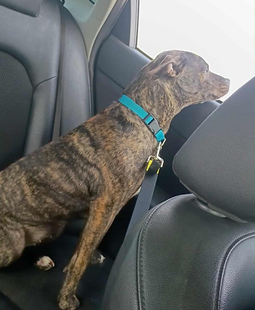 Brindle Brownie — thumbnail 3