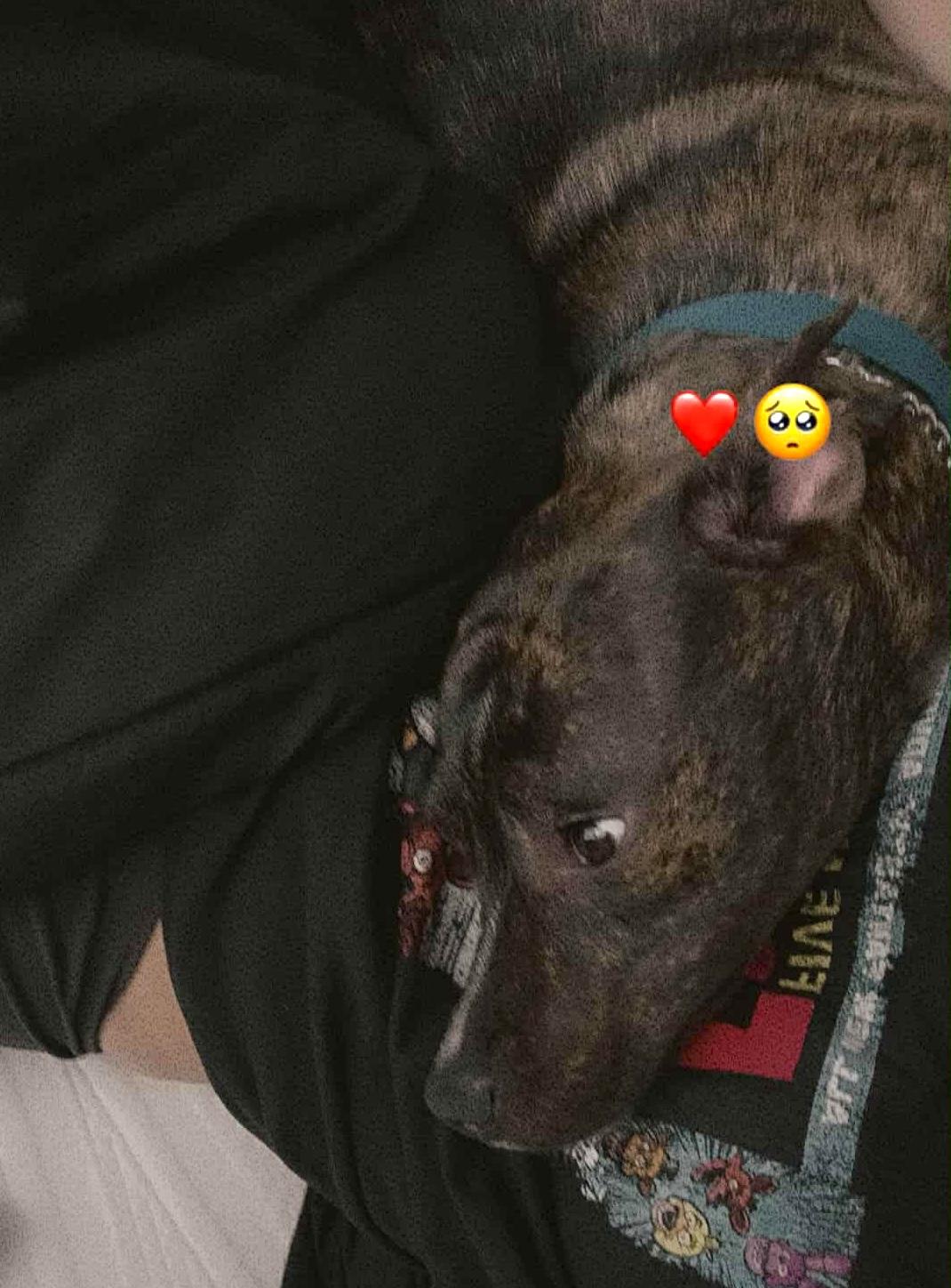 Brindle Brownie — thumbnail 4