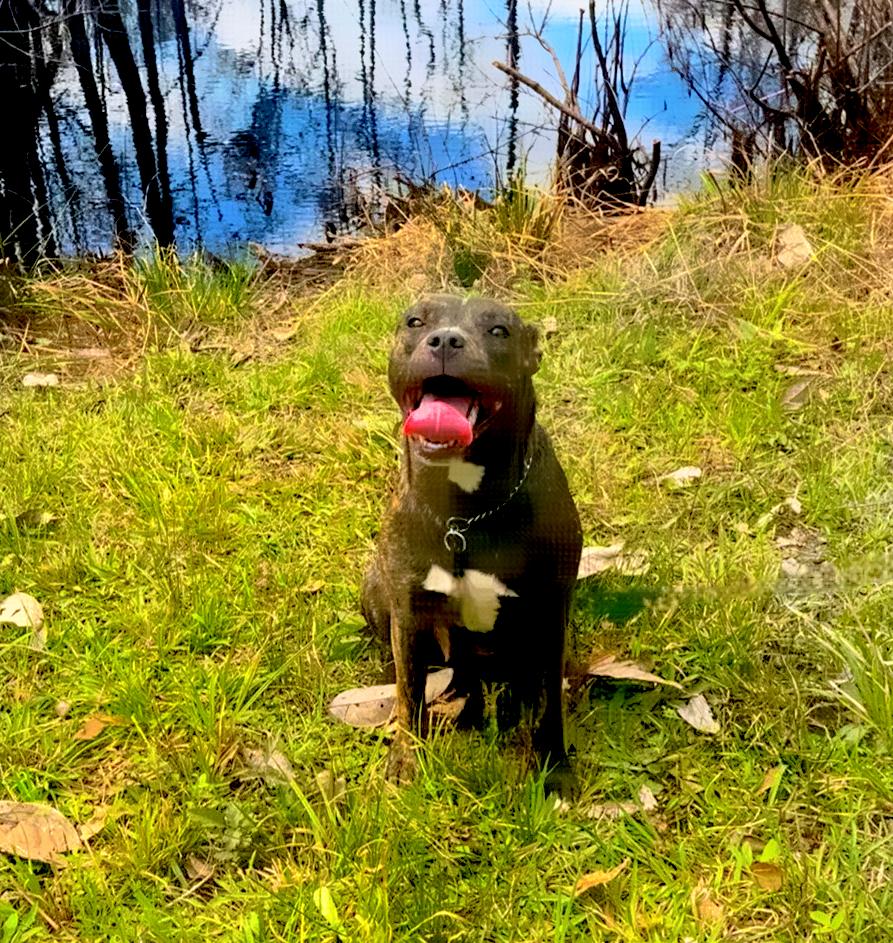 Brindle Brownie — thumbnail 5