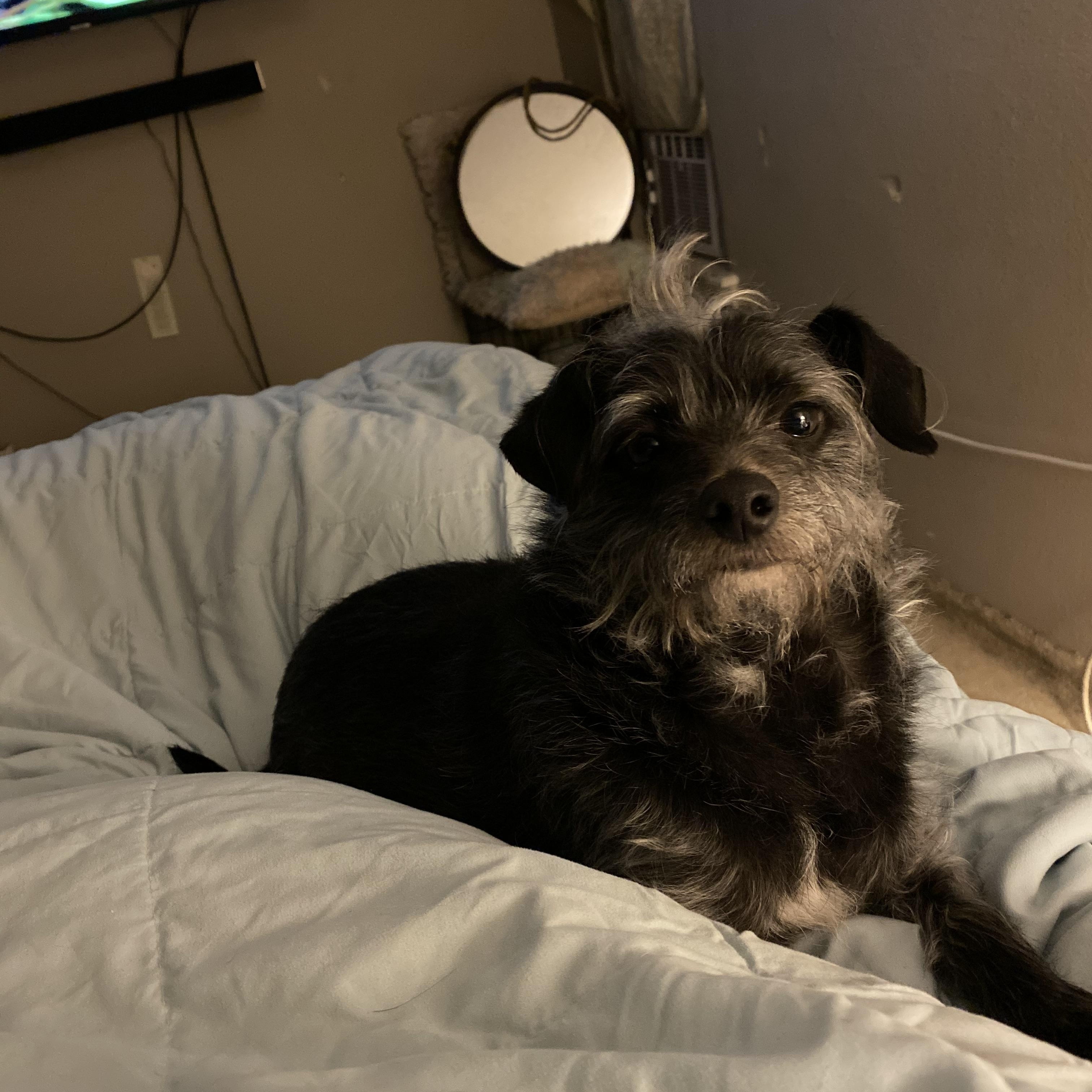 Toto, ADOPTABLE, Senior Male Terrier & Yorkshire Terrier.