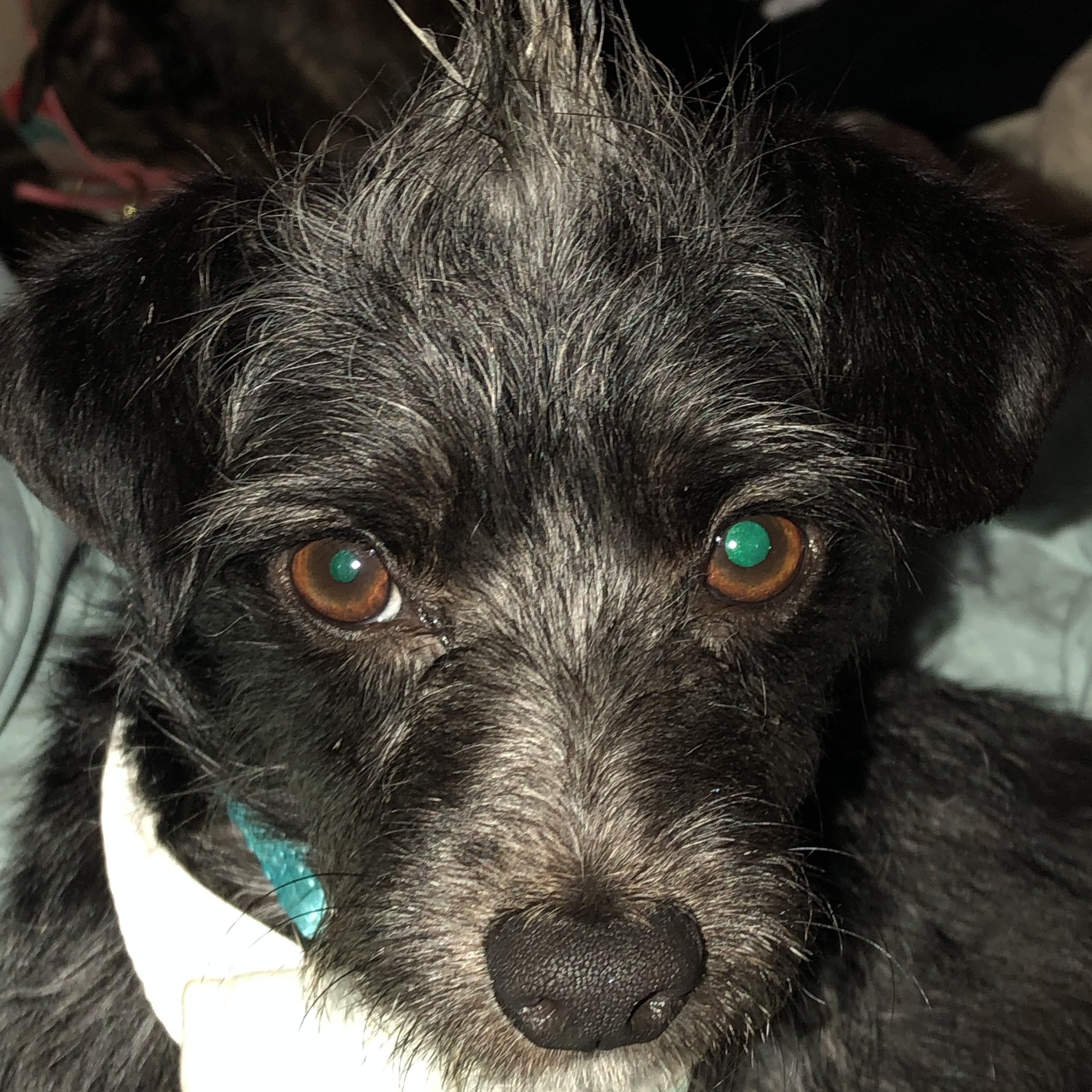 Enlarge Toto, a ADOPTABLE mixed breed in Choctaw, OK image 4/5