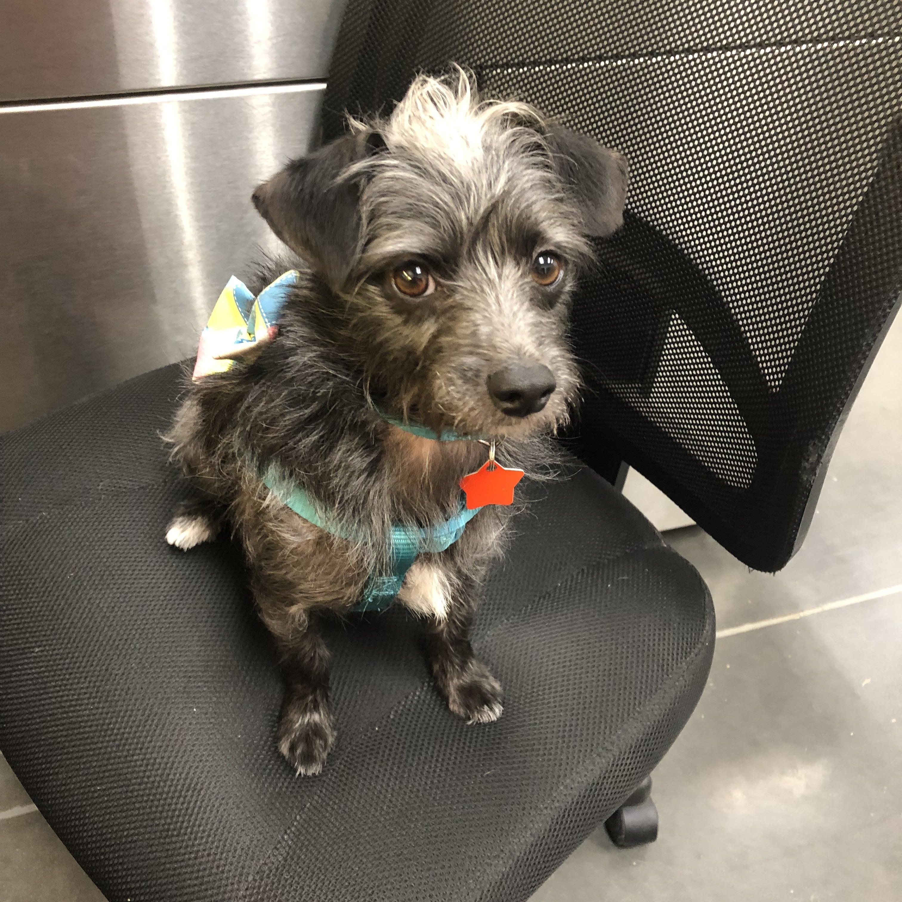 Enlarge Toto, a ADOPTABLE mixed breed in Choctaw, OK image 2/5