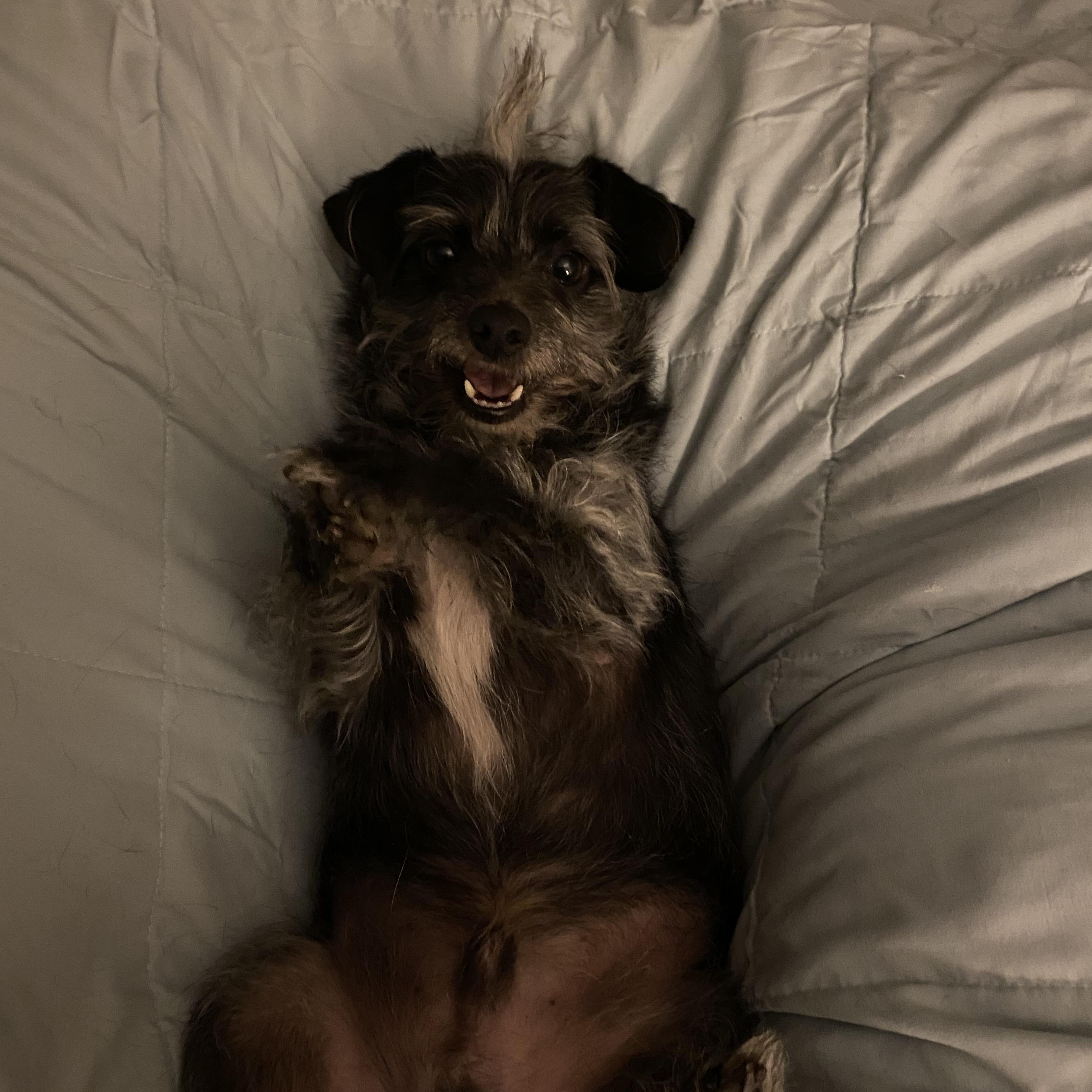 Enlarge Toto, a ADOPTABLE mixed breed in Choctaw, OK image 5/5