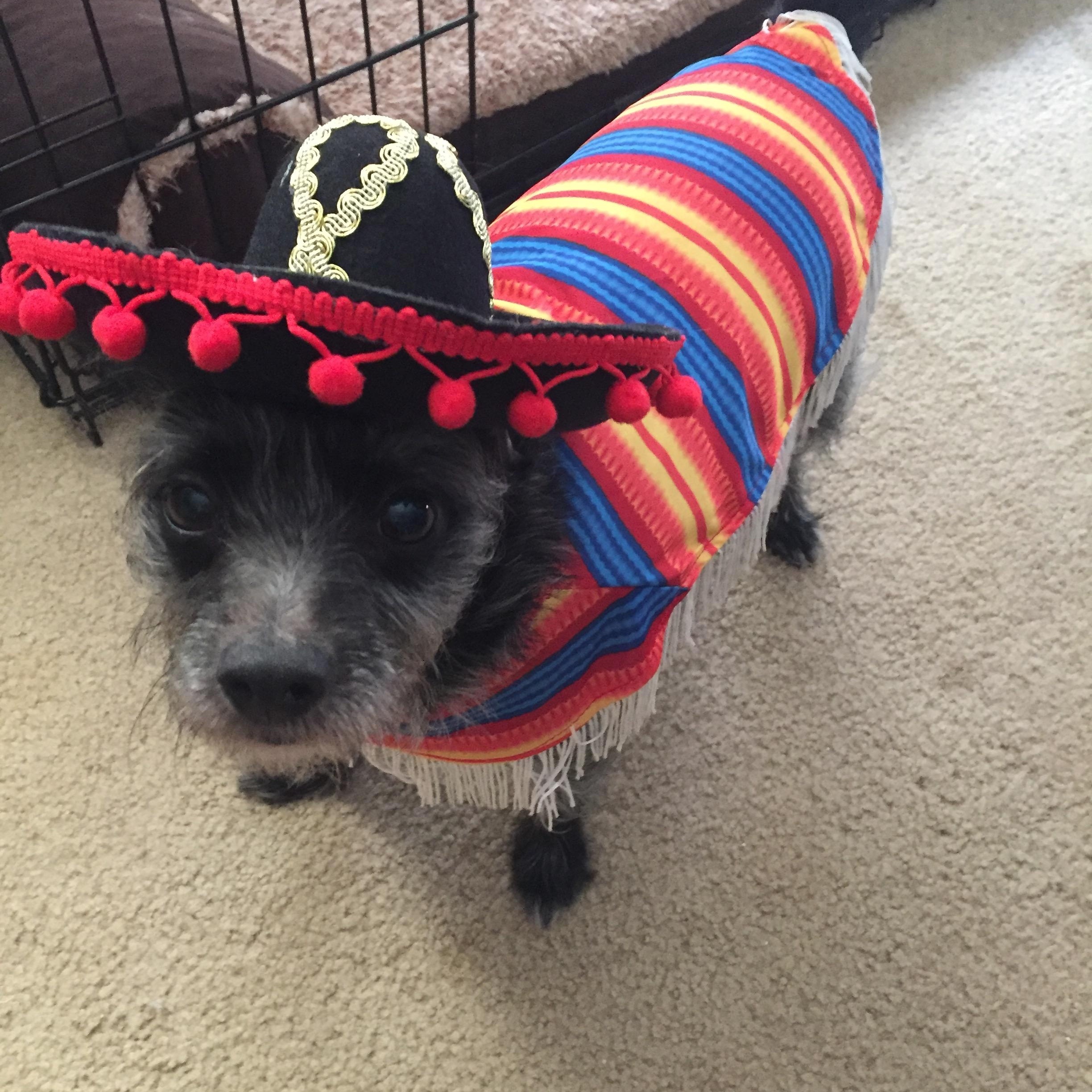 Enlarge Toto, a ADOPTABLE mixed breed in Choctaw, OK image 3/5