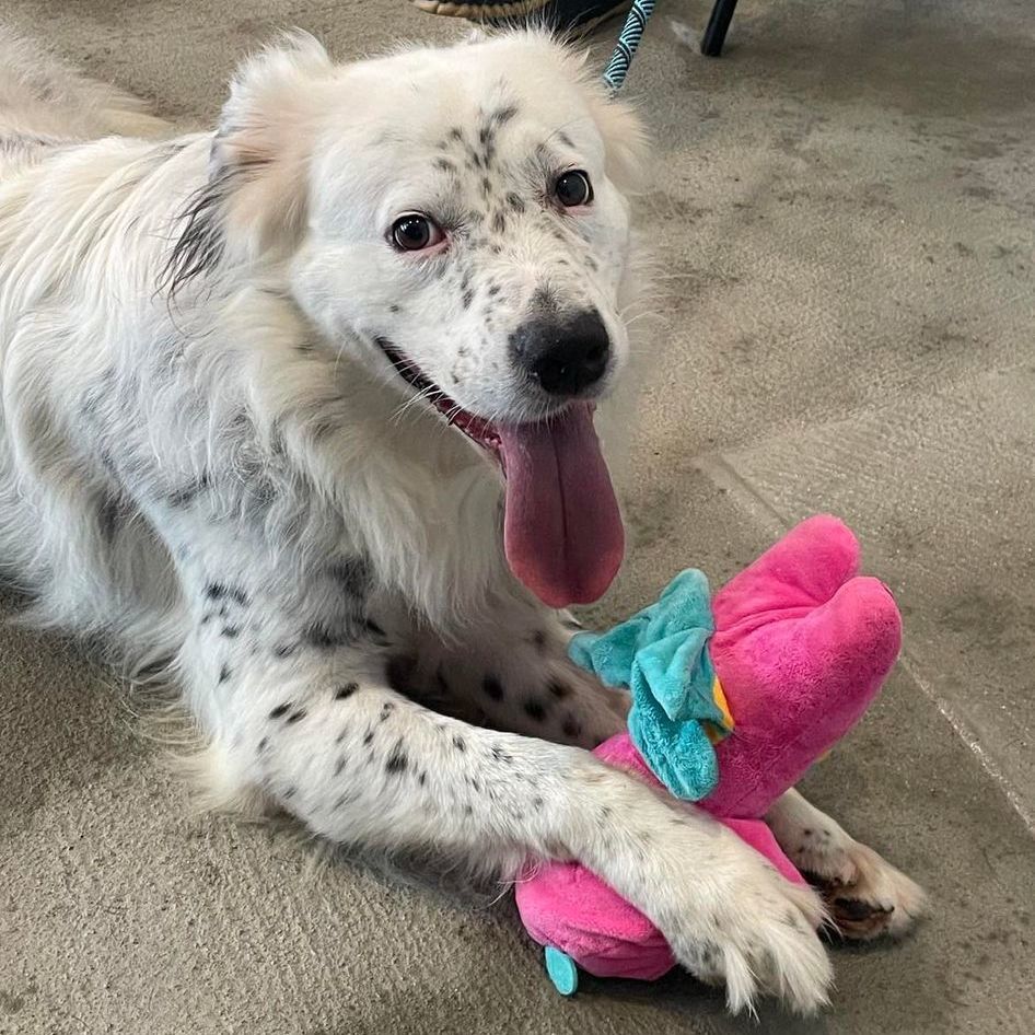 Enlarge Dottie, a Adoptable mixed breed in Houston, TX image 3/6