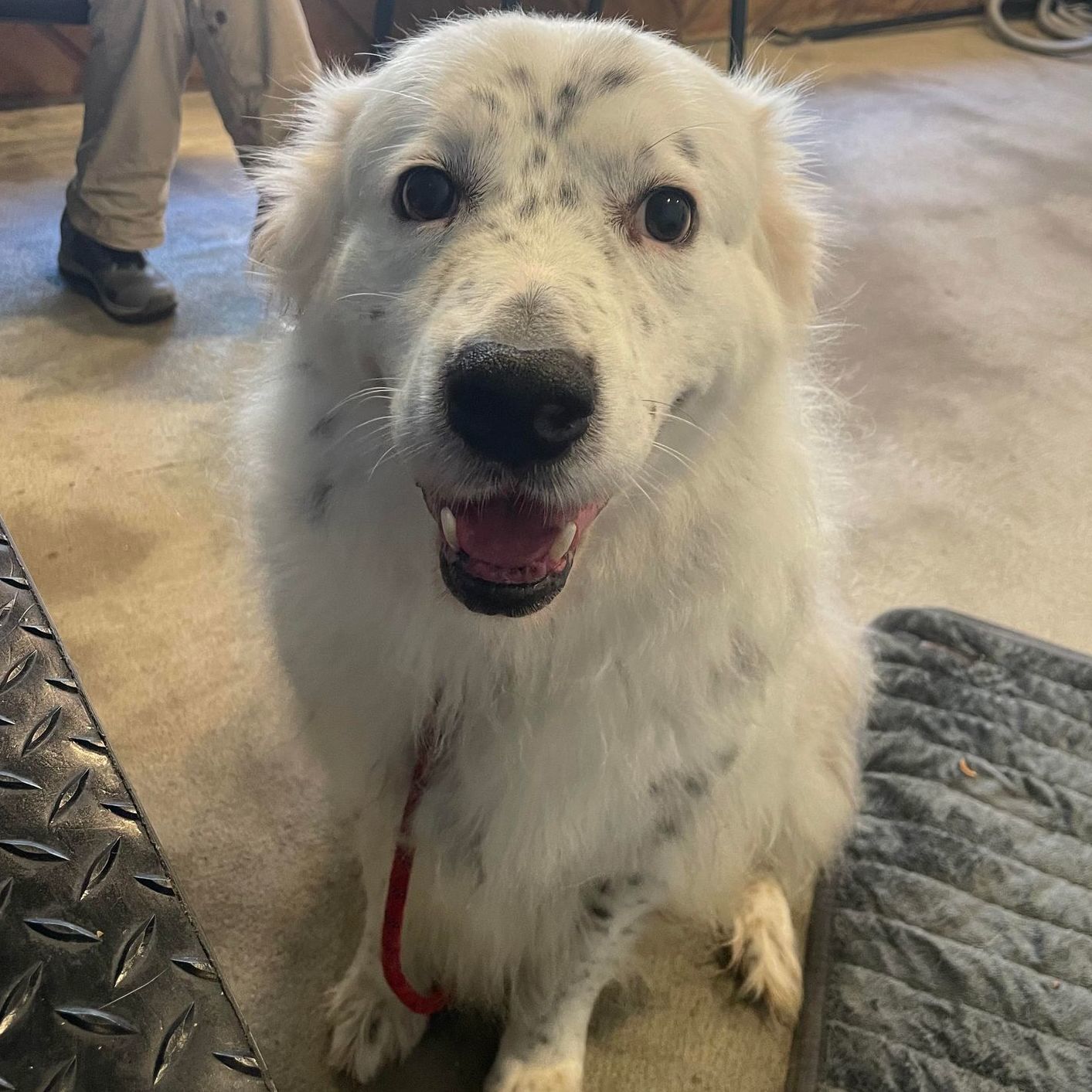 Enlarge Dottie, a Adoptable mixed breed in Houston, TX image 5/6