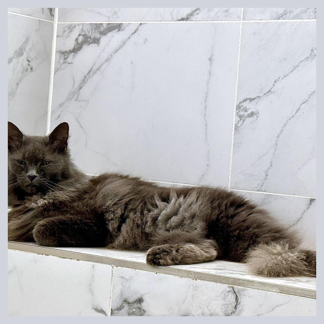 Enlarge Penelope, a Adoptable Domestic Long Hair in Prosper, TX image 1/3